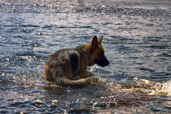 Healthy Purebred Dog Photographed Outdoors Nature Sunny Day Dog Swims — Stock Photo, Image