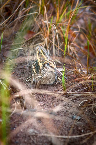 Jack Snipe Lymnocryptes Minimus Velmi Tajnůstkářský Kur Domácí Pták Schovává — Stock fotografie