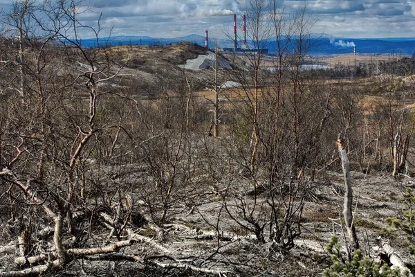 Narušené Přírodní Prostředí Rostliny Lesní Tundry Uhynuly Důsledku Znečištění Ovzduší — Stock fotografie