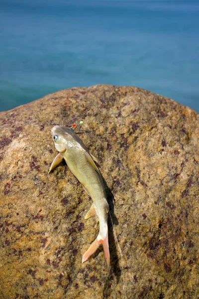 Pesca India Parvati Pescado Atrapado Oleaje Entre Las Rocas Kerala —  Fotos de Stock