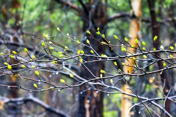 Frühling Junge Leuchtend Grüne Blätter Zweigen — Stockfoto