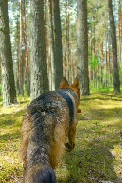 German Shepherd dog on forest. walk through woods of Eastern Europe