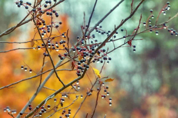 Lachrymose Sentimental Autumn Romantic Tune Bird Cherry Berries Raindrops Background — Stock Photo, Image