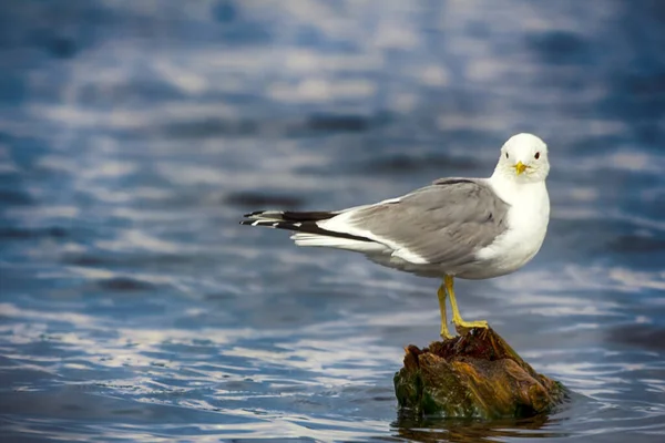 Чаепитие Larus Canus Взрослый Купается Моет Голову Гнилой Пень Мха — стоковое фото