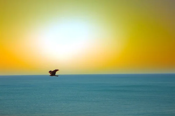 Las Águilas Marinas Cometas Sobre Océano Índico Atardecer Tropical Superficie — Foto de Stock