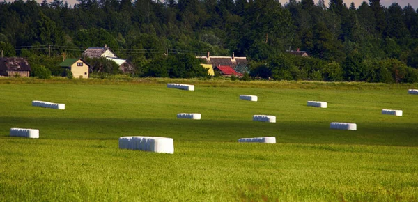 Middle summer, farmland, hay fields. Hay clean and covered with safety film (vacuum packing) for winter storage, packing hay, haylage, PVC film