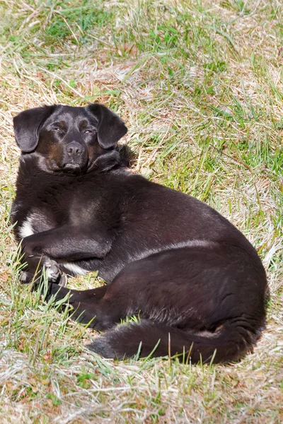 Negro Perro Mestizo Durmiendo Primavera Sobre Hierba Verde Sol Caliente —  Fotos de Stock