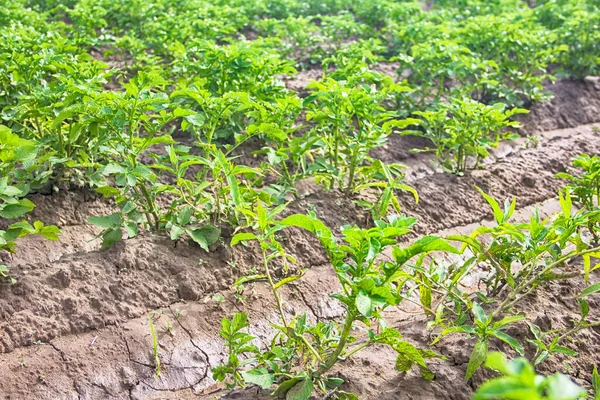 Grönsaksodling Öppen Mark Potatisplantering Potatisodling Med Konstbevattningssystem Vegekultur Kortaste Morot — Stockfoto