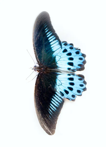 Огромная Бабочка Ласточковая Бабочка Полимнестор Papilio Polymnestor Январе Одно Насекомое — стоковое фото