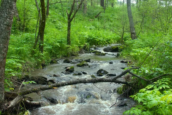 Rivier Stroomt Het Bos Onder Een Vooroordeel Watervoorraden Van Het — Stockfoto