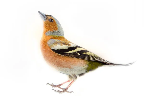 Fringuello Fringilla Coelebs Uccello Più Comune Europa Uccello Della Foresta — Foto Stock
