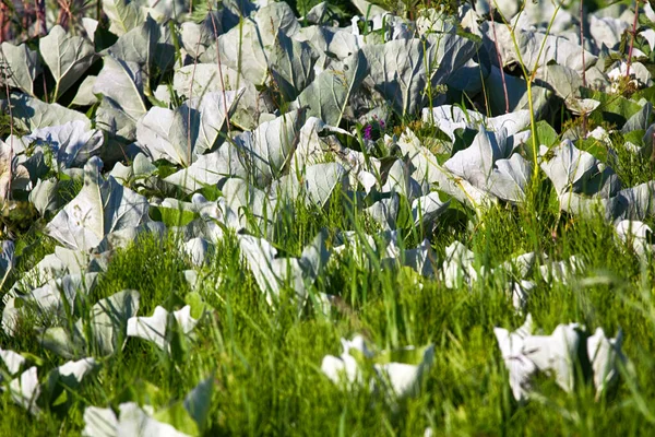 Mosaico Foglia Bianca Coltsfoot Equiseto Griglia Cereali Ondeggiante Nel Vento — Foto Stock