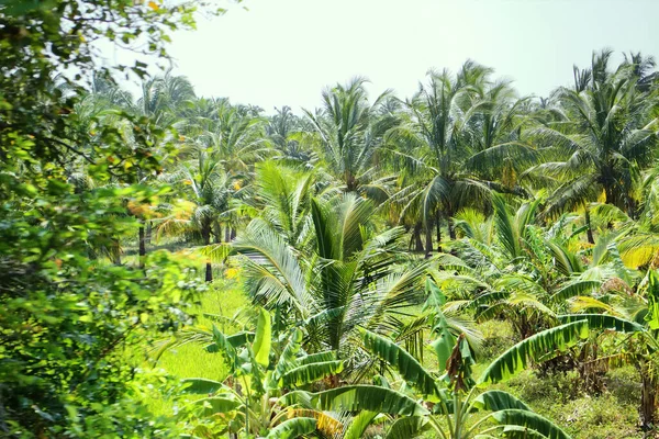 Добре Підтримувані Плантації Кокосових Пальм Приємно Бачити Сад Вид Прохідного — стокове фото