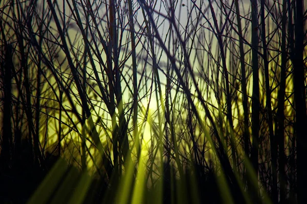 Mysterious Light Fabulous Rays Penetrate Branch Trees Sunset — Stock Photo, Image