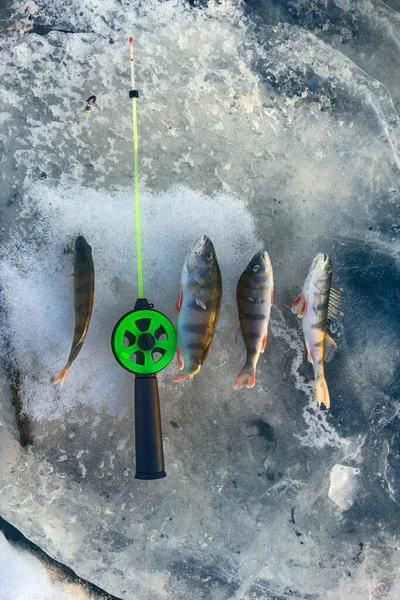 Активный Отдых Рыбалка Окуня Зимой Льда Состав Улова Фоне Замерзшей — стоковое фото