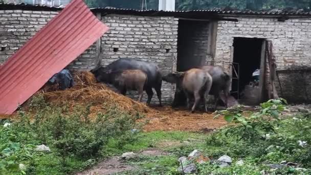 Vietnamese water Buffalo in the barnyard — Stock Video