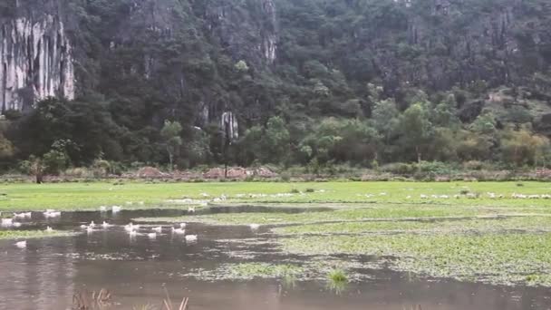 Розведення білих пекінських качок на природному ставку — стокове відео