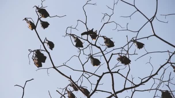 Viele indische Flughunde (Pteropus giganteus) hängen im Laubwald an einem Baum — Stockvideo