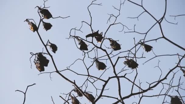 Mnoho indických létajících lišek (Pteropus giganteus) visí na stromě v poloopadavém lese