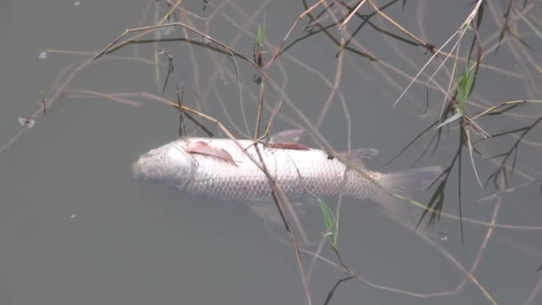 Carpa china muerta (Amur blanco, Ctenopharyngodon idella) en el estanque. — Vídeo de stock