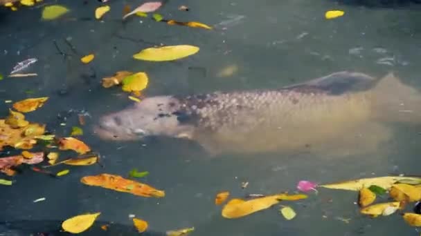 Σκουμπρί της Μοζαμβίκης (Sarotherodon mossambicus) και τιλάπια του Νείλου (Oreochromis niloticus) cult fish cichlids. — Αρχείο Βίντεο