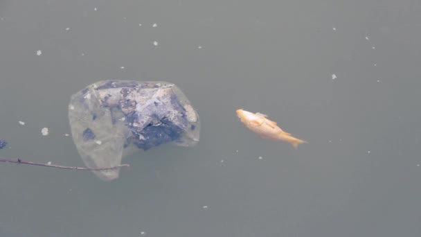 Ikan mas mati di kolam dikelilingi oleh sampah rumah tangga, — Stok Video