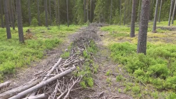 Resíduos de corte resíduos de madeira formados na área de corte ao derrubar árvores — Vídeo de Stock