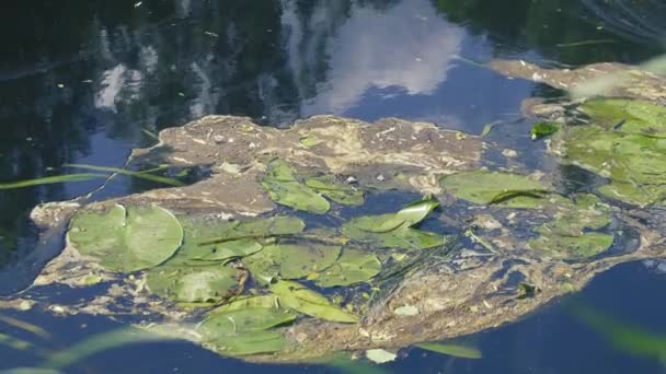 Film of algae on surface of water preventing formation of oxygen and causing death to aquatic organisms — Stock Video