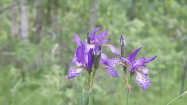 Primer plano de la flor de Iris sibirica (Iris siberiano o bandera siberiana). — Vídeo de stock