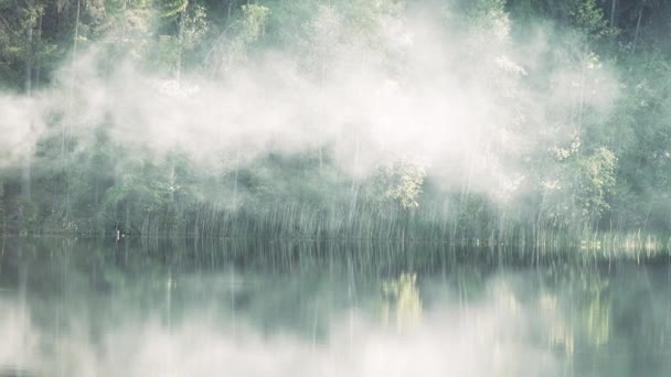 Schöner Fluss mit Waldbänken. Nebel kriecht — Stockvideo