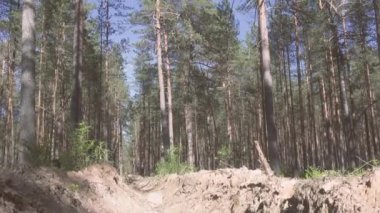 Orman koruma şeridi çam ormanından geçer ve yangını önlemek için tasarlanmıştır..