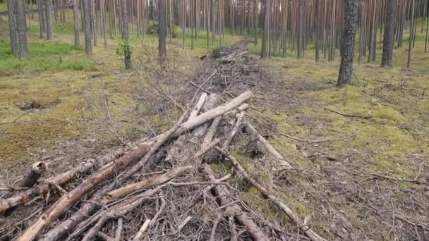 Felling residues  wood waste formed in cutting area when felling trees — Stock Video