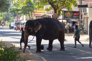 Sri Lanka, Pinnawala - 15 Ocak 2020: Hint fili ve Pinnawala Fil Yetimhanesi personeli Kandy, Sri Lanka
