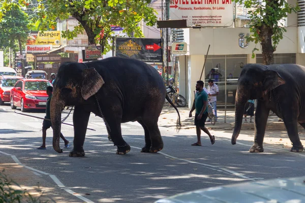 Sri Lanka Pinnawala Gennaio 2020 Elefante Indiano Personale Dell Orfanotrofio — Foto Stock