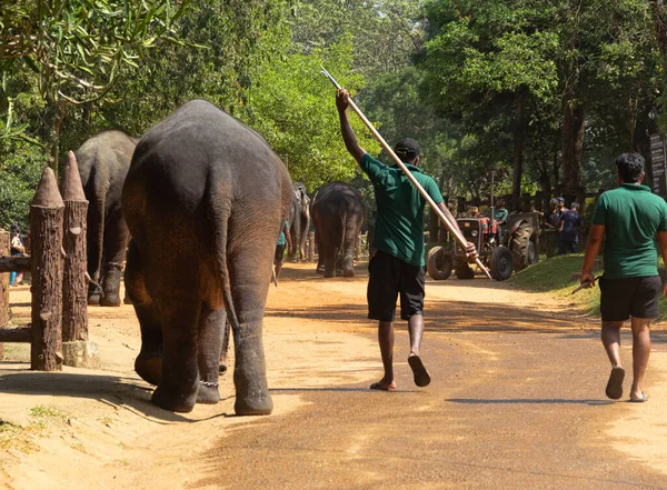 Индийский Слон Посох Приюте Слонов Пиннавала Канди Шри Ланка — стоковое фото