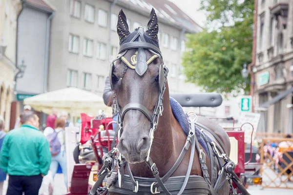 エストニアのタリン 2017年9月2日 旧市街を通る馬車 — ストック写真