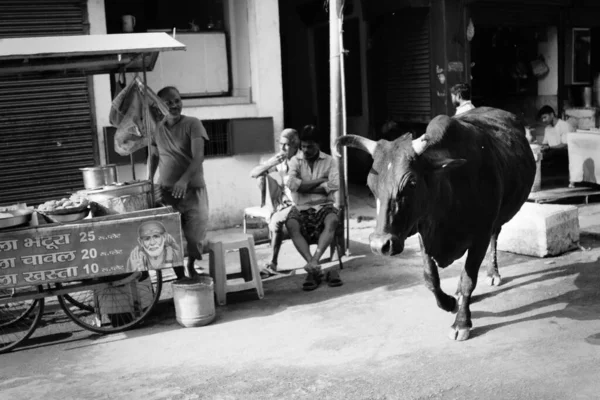 Hindistan Varanasi Mart 2018 Hindistan Sokaklarındaki Kutsal Inekler Geçmişe Dönük — Stok fotoğraf