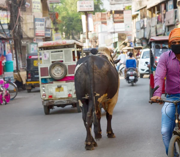 Индия Варанаси Марта 2018 Года Священная Корова Разных Цветов Городе — стоковое фото