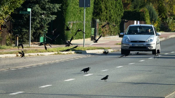 Siedlce Polsko Října 2019 Nebezpečí Střetu Hejna Ptáků Autem Městě — Stock fotografie