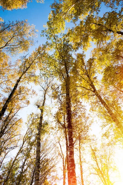 Podzimní Krajina Stromů Obloha — Stock fotografie