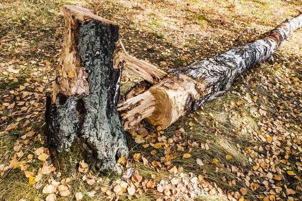 Umgestürzter Baum Herbstwald — Stockfoto