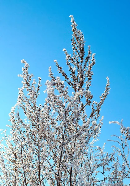 Bevroren Branch Blauwe Hemelachtergrond Closeup — Stockfoto