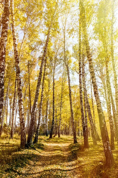 Sonbahar ağaç manzara — Stok fotoğraf