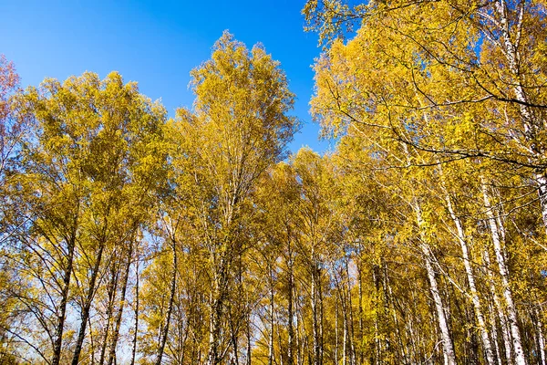 秋天的树木和天空 — 图库照片