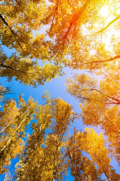 Höstliga träd och en himmel — Stockfoto