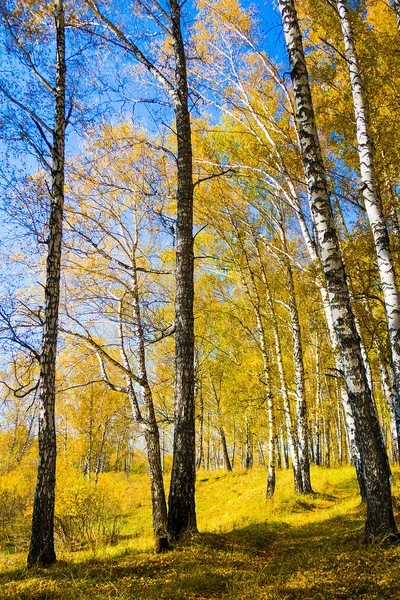 Sonbahar ağaç manzara — Stok fotoğraf