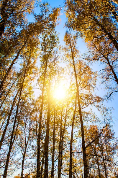 Podzimní stromy a obloha — Stock fotografie