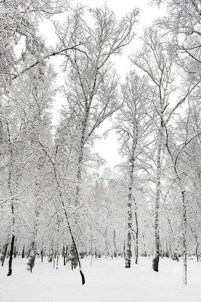 Woud in de sneeuw — Stockfoto