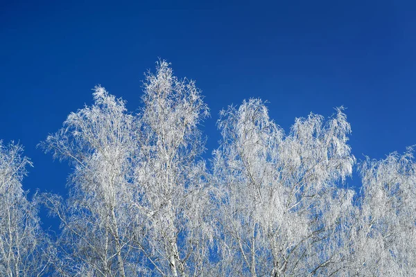 Zimní příroda krajina — Stock fotografie