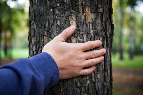 Hand Stammen Trädet Skogen Närbild — Stockfoto